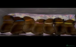 Boxer dogs for sale: Boxer Puppies KC registered  - Image 17
