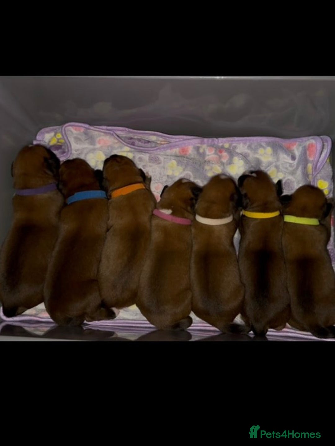 Boxer dogs for sale: Boxer Puppies KC registered  - Image 17