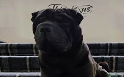 Shar Pei dogs for stud: Black Shar pei for Stud - Image 2