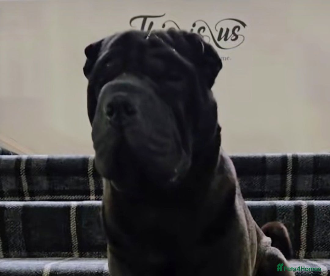 Shar Pei dogs for stud: Black Shar pei for Stud - Image 2