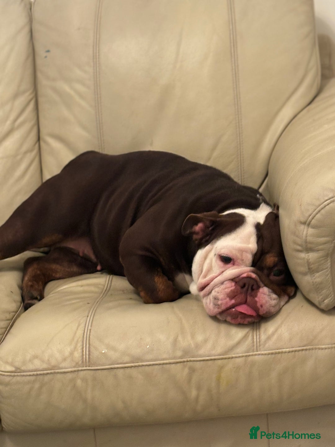 English Bulldog dogs for sale: English bulldog - Female, 3 years old  - Advert 6