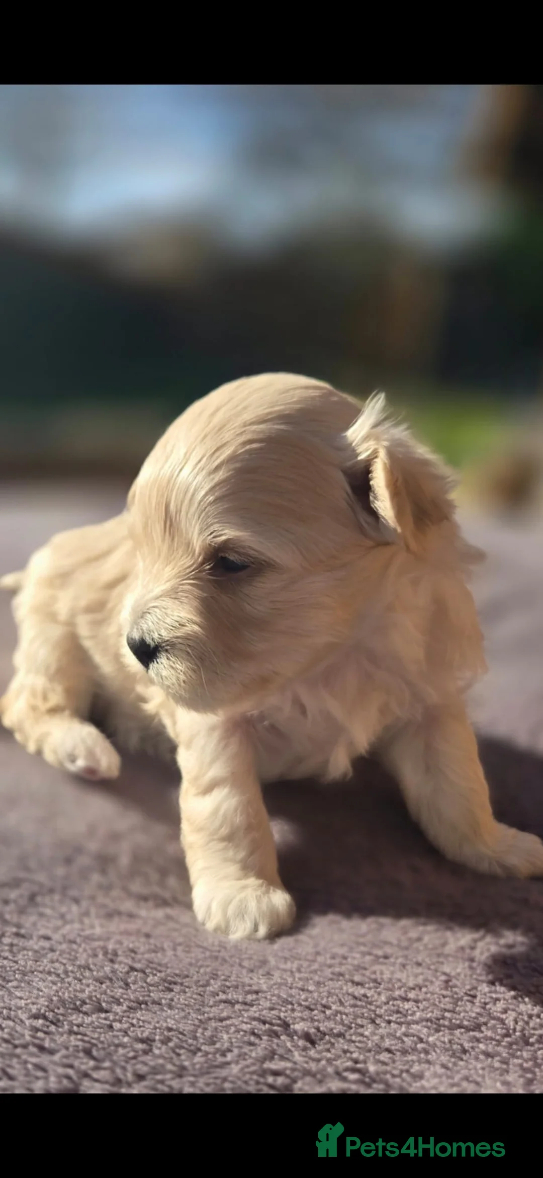 Maltipoo dogs for sale: F1🎀Maltipoo 🎀Luxury rare🎀 KC parents - Advert 17