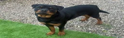 Rottweiler dogs for sale: Rottweiler Apollo 10 month old in Derby - Advert 3
