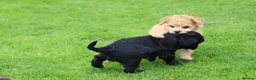 Cavapoo dogs for sale: Beautiful cavapoo puppies for sale  - Advert 9