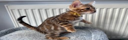 Bengal cats for sale: Beautiful Bengal babies ready this weekend  - Advert 8