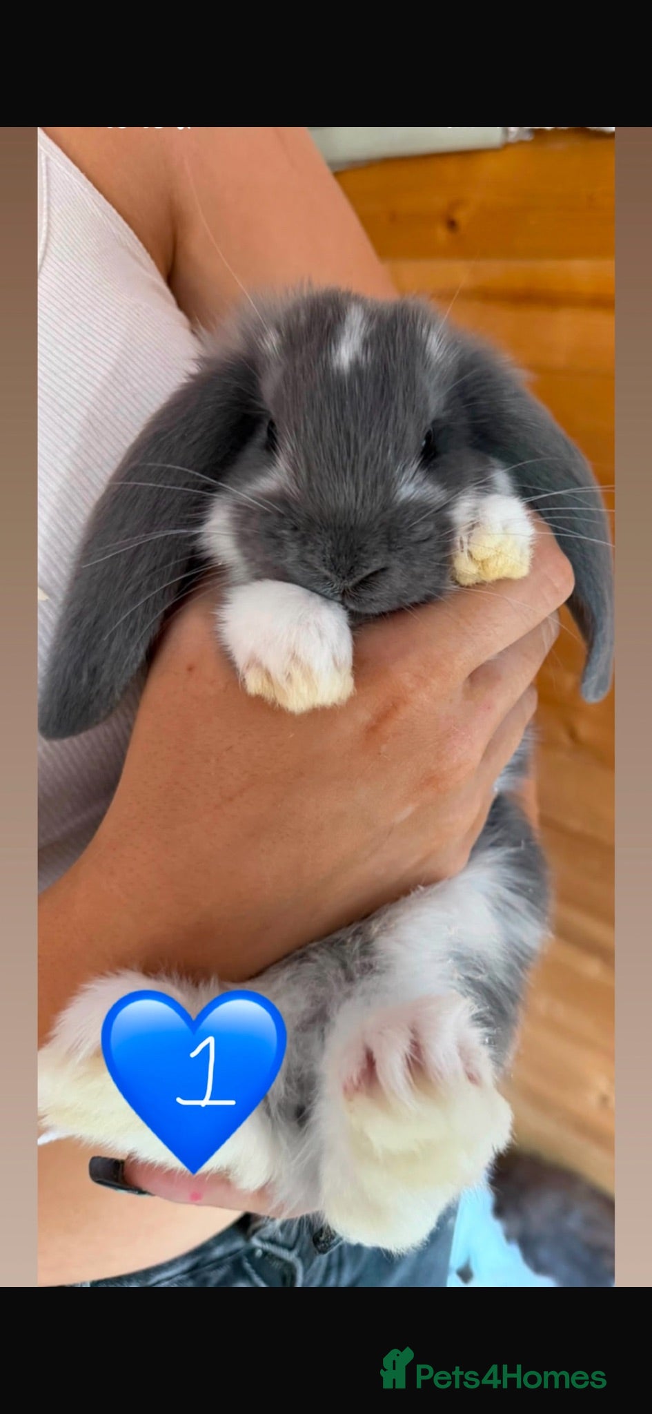 French Lop rabbits Gorgeous French lop babies - Advert 18