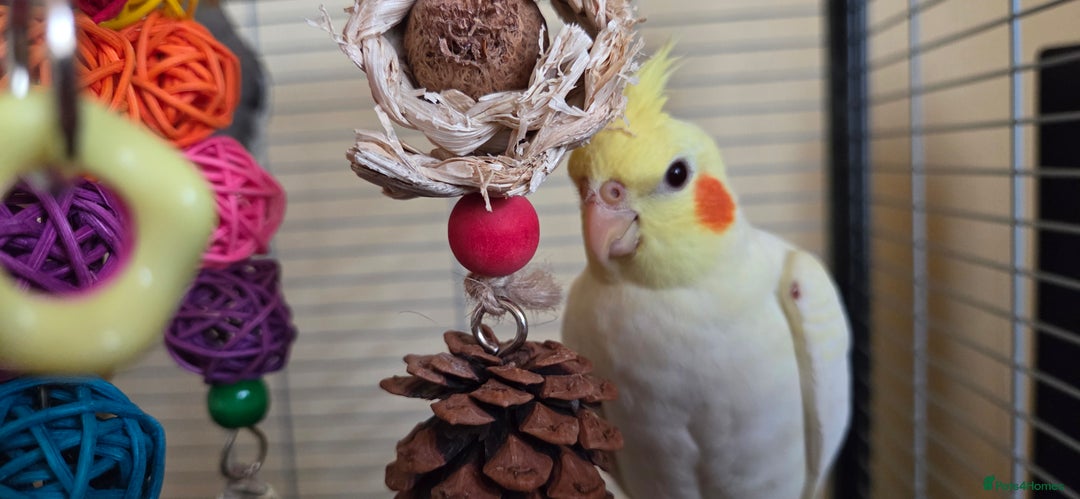 Cockatiels birds for sale: Fully weaned basic trained baby cockatiels  - Image 3