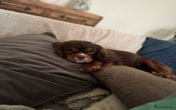 Cavalier King Charles Spaniel dogs for stud: THE BEST Looking CHOCOLATE🍫🐶 CAVALIER STUD - Image 6