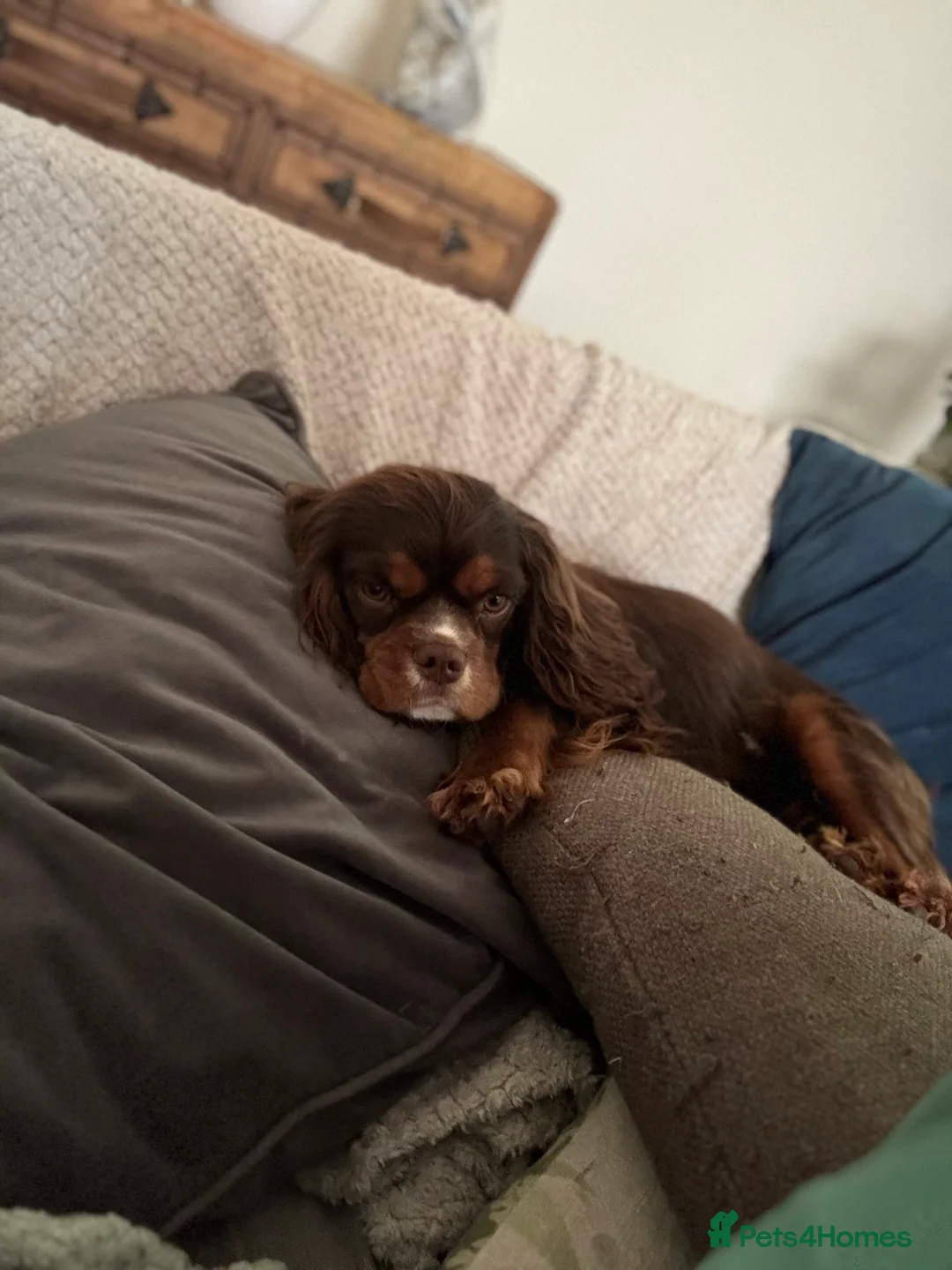 Cavalier King Charles Spaniel dogs for stud: THE BEST Looking CHOCOLATE🍫🐶 CAVALIER STUD - Advert 6