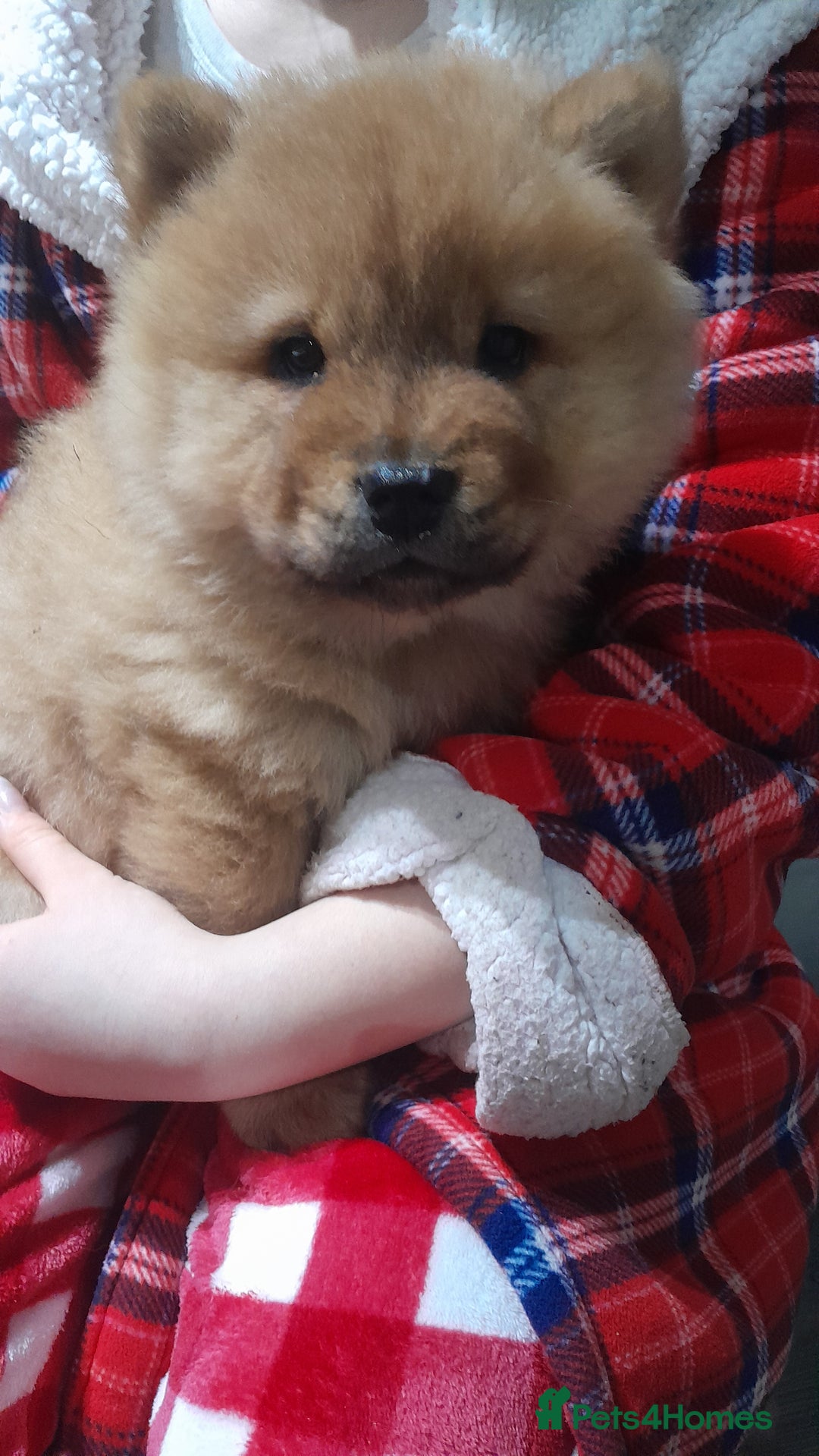 Chow Chow dogs for sale: Chow chow puppies  - Advert 8