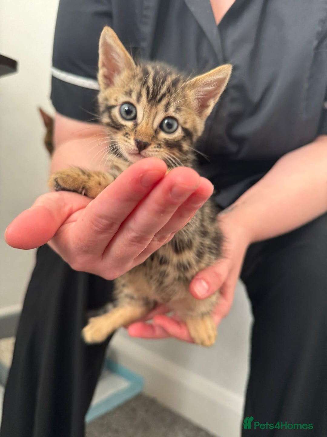 Bengal cats for sale: Beautiful Bengal mixed kittens - Image 4