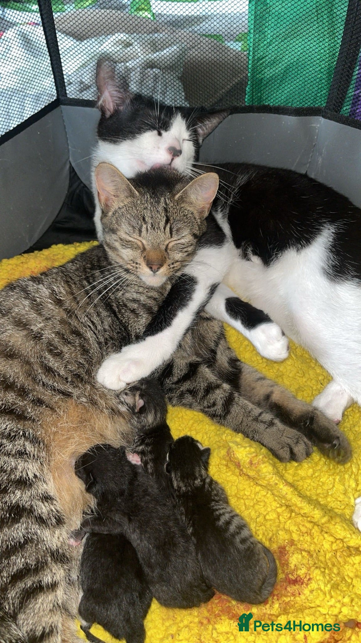 Domestic Shorthair cats domestic short hair kittens - Advert 1