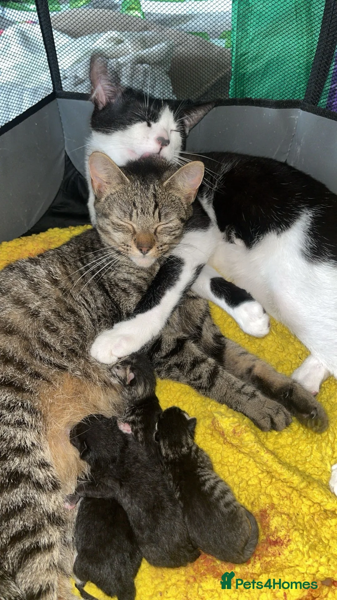 Domestic Shorthair cats for sale: domestic short hair kittens - Advert 1