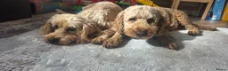 Cockapoo dogs for sale: 5 Rare Beautiful F1BB Toy Cockapoo Puppies!!  - Advert 18