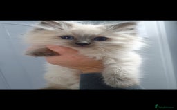 Ragdoll cats for sale: Blue point and blue point mitted ragdolls  - Image 2