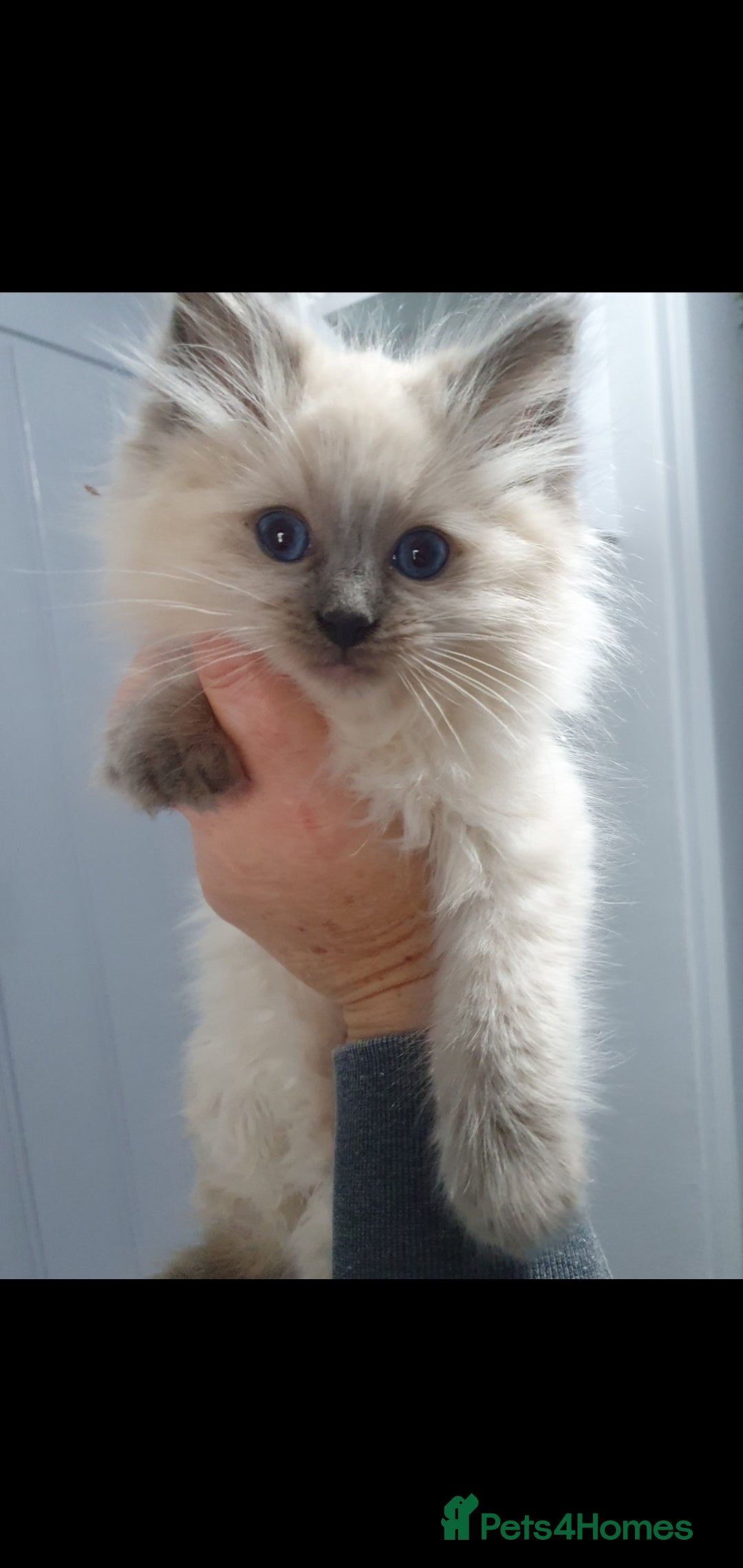 Ragdoll cats for sale: Blue point and blue point mitted ragdolls  - Image 2