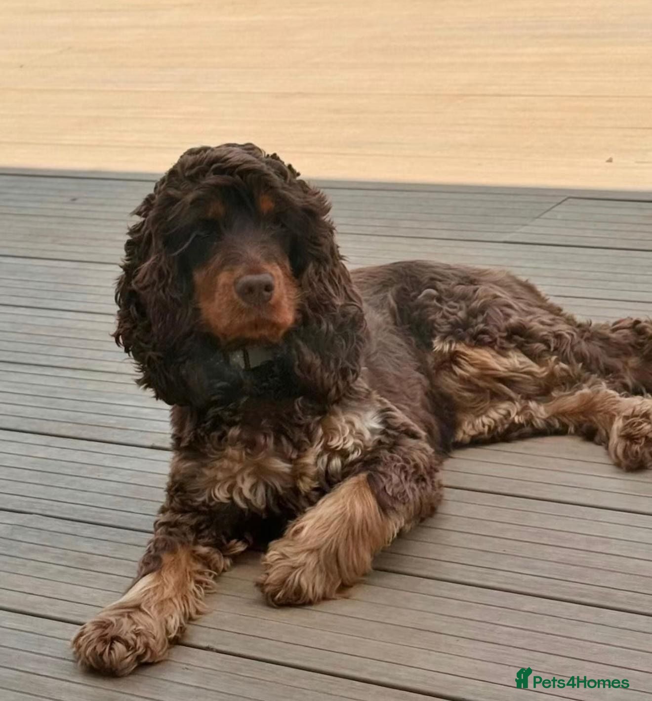 Cocker Spaniel dogs Simbawood lines, show cocker, health tested - Advert 2