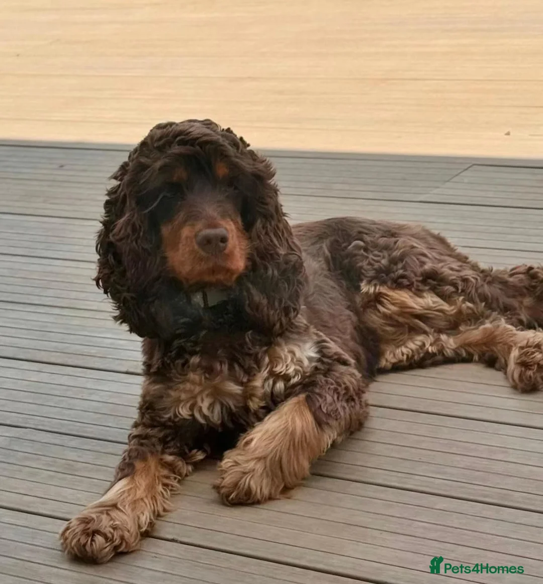 Cocker Spaniel dogs for sale: Simbawood lines, show cocker, health tested - Advert 1