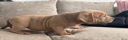 American Bully dogs for sale: Quality Pocket bully pups - Advert 7