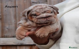 English Bulldog dogs for sale: Outstanding English bulldog puppies - Image 5