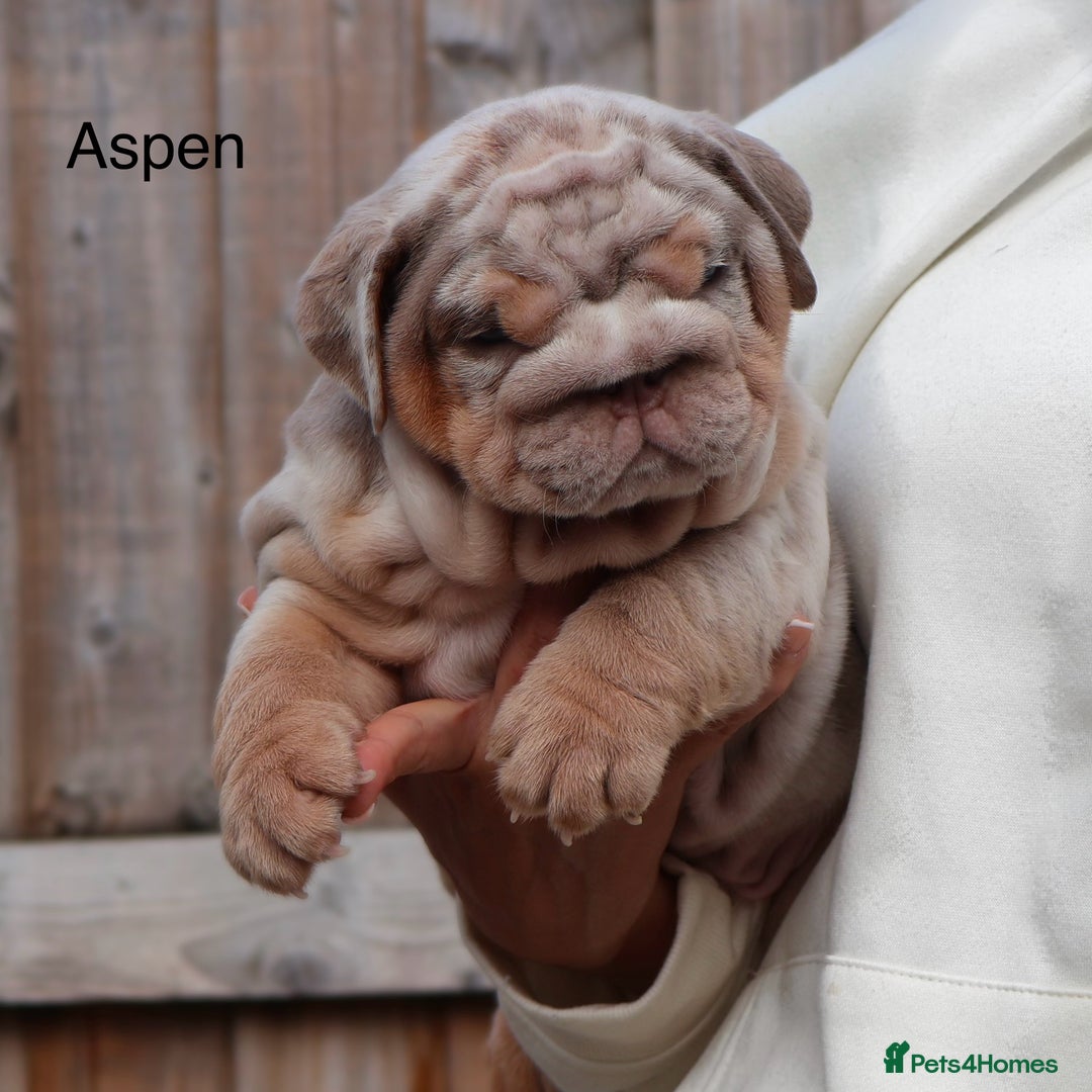 English Bulldog dogs for sale: Outstanding English bulldog puppies - Image 5