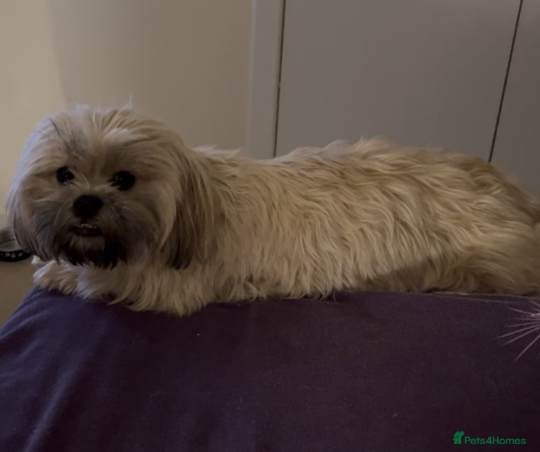 Shihpoo dogs Hypoallergenic Shitpoo Wee Boys - Advert 15