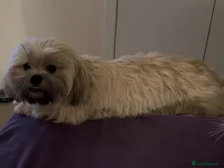 Shihpoo dogs Hypoallergenic Shitpoo Wee Boys - Advert 15