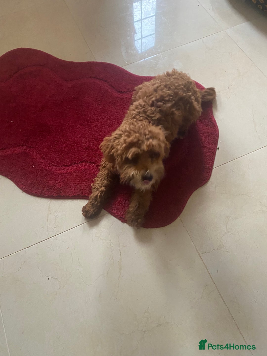 Cavapoo dogs for sale: F1 fox red cava poo girl available now  - Advert 6