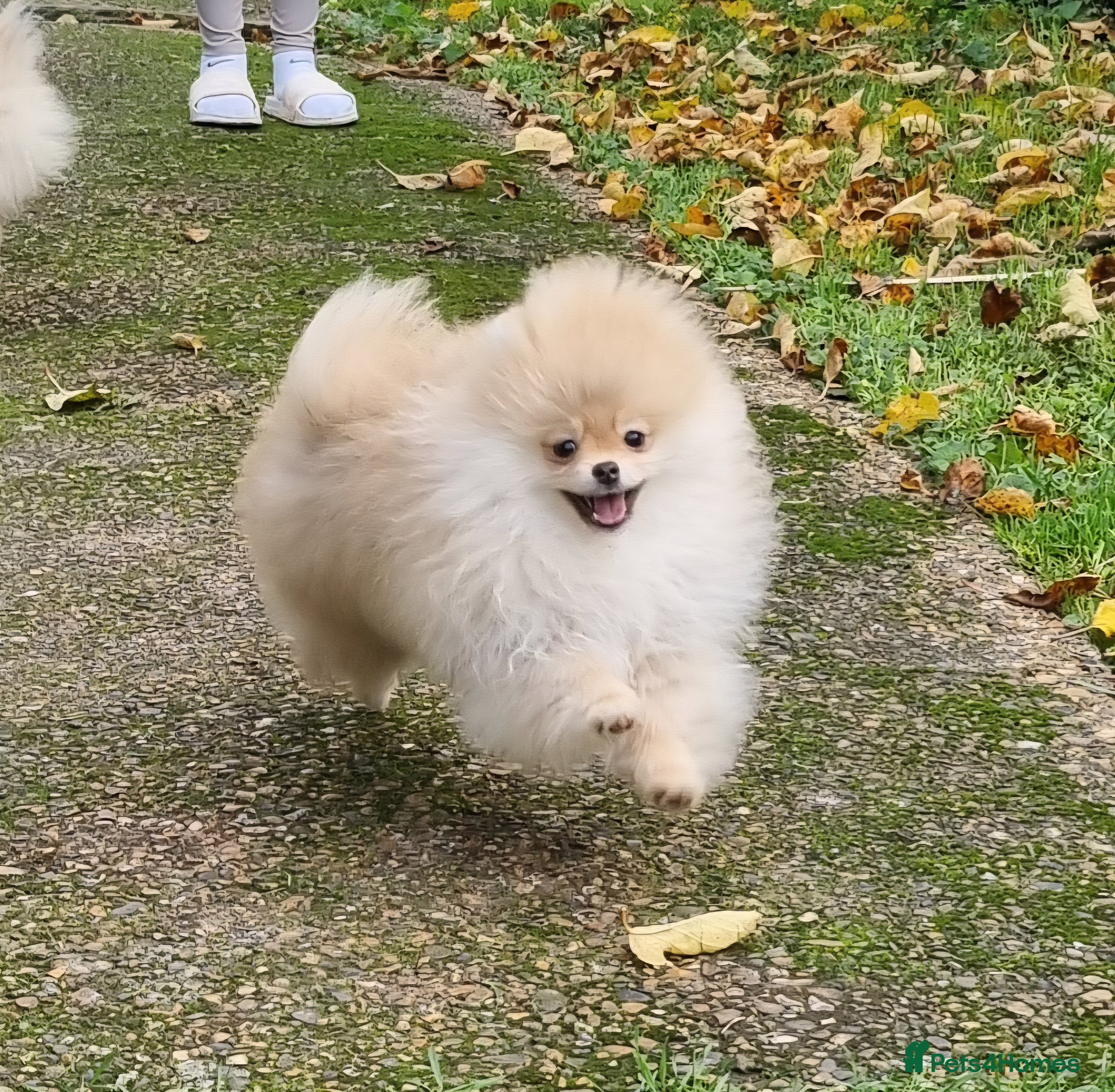 Pomeranian dogs CHAMPION BLOODLINE 3 female 1 male - Advert 3