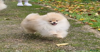 Pomeranian dogs CHAMPION BLOODLINE 3 female 1 male - Advert 5