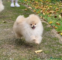 Pomeranian dogs CHAMPION BLOODLINE 3 female 1 male - Advert 3