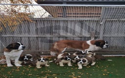 Saint Bernard dogs for sale: Full-Sized Saint Bernards - Image 6