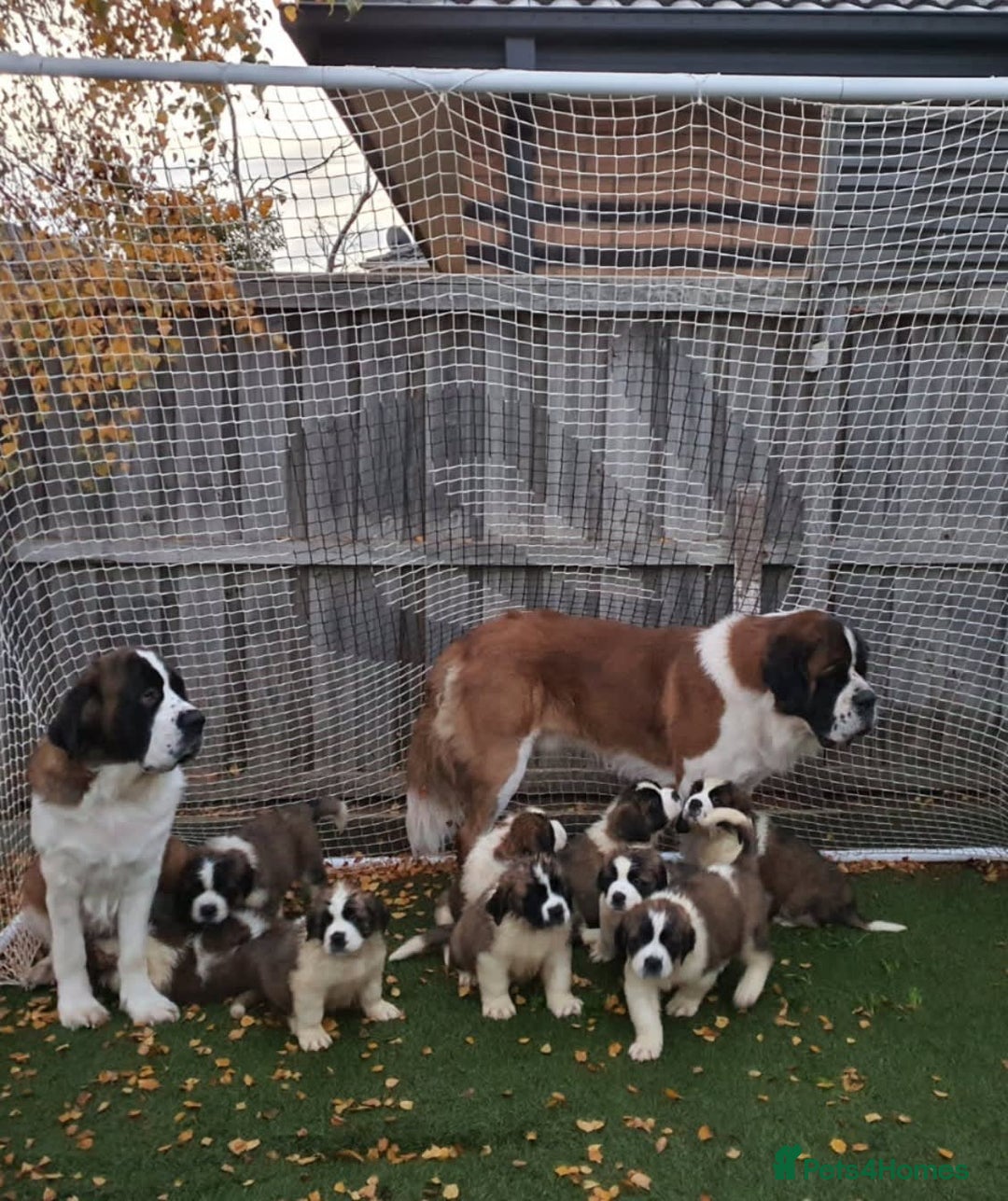Saint Bernard dogs for sale: Full-Sized Saint Bernards - Image 6