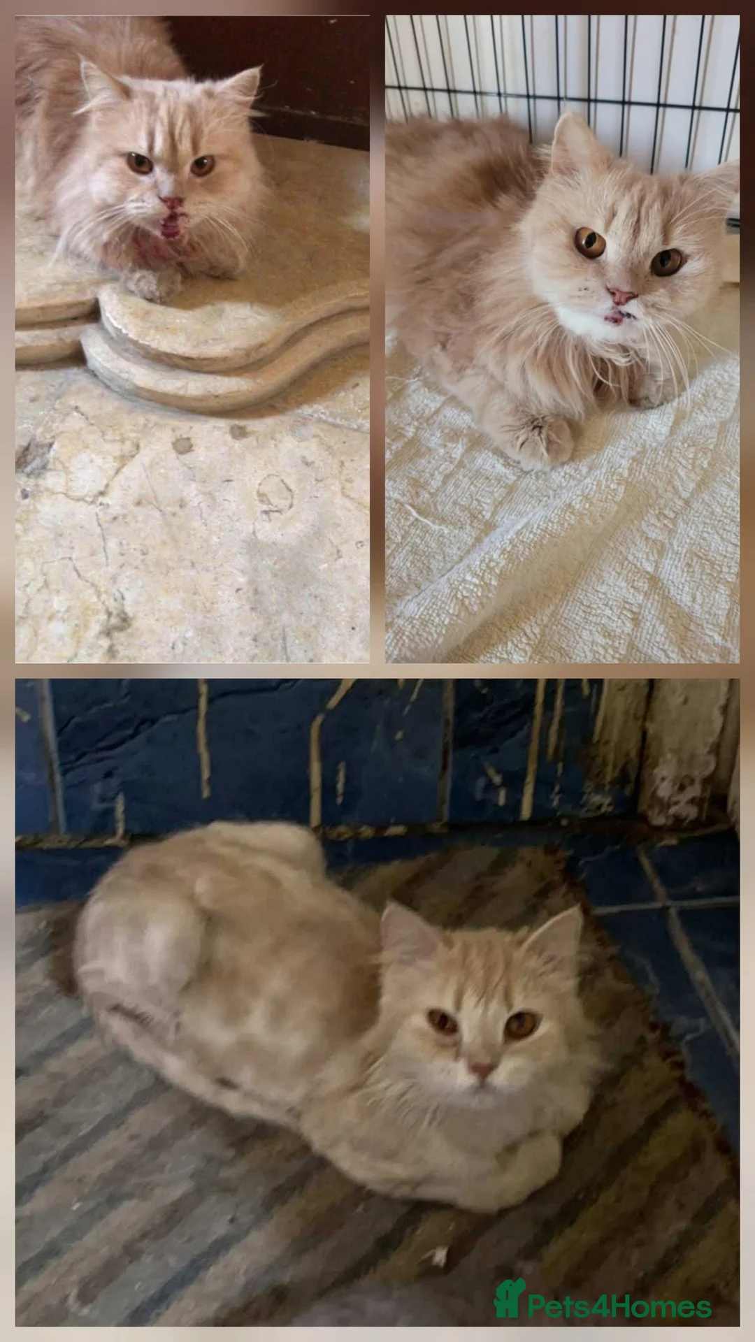 Mixed Breed cats for adoption: Sweet Magic is looking for love - Advert 2