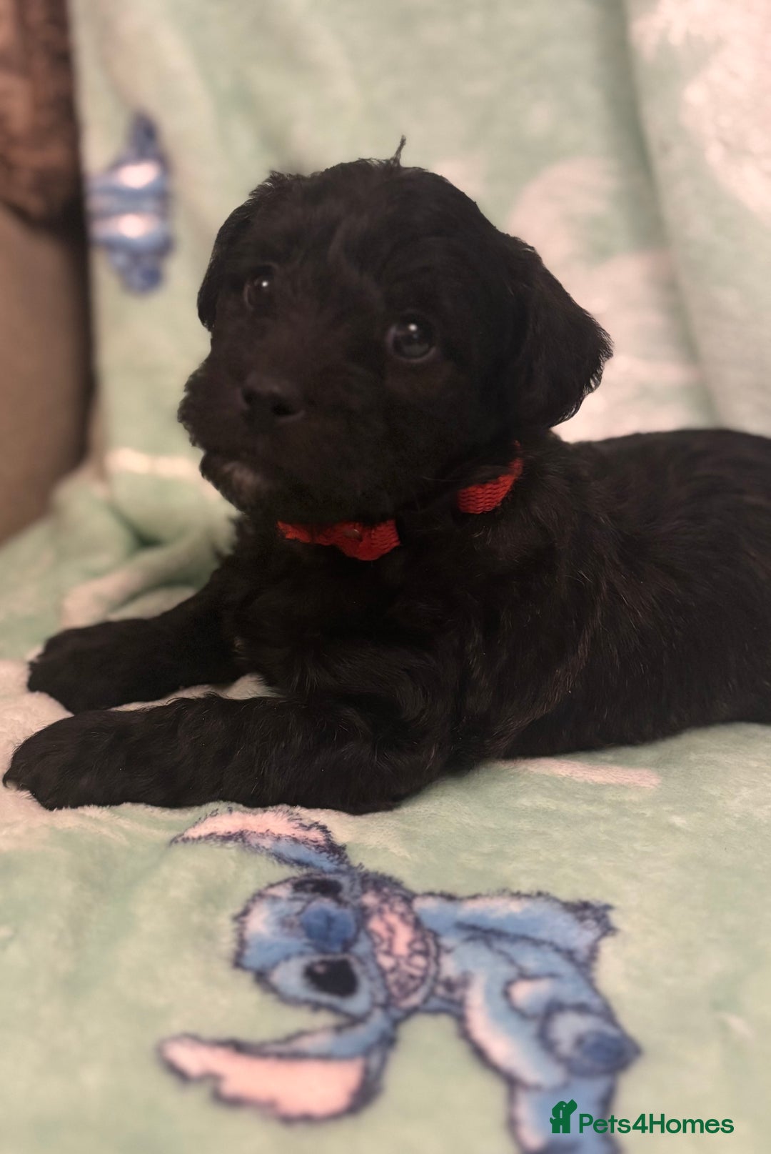 Mixed Breed dogs for sale: Westiepoo puppies - Advert 23