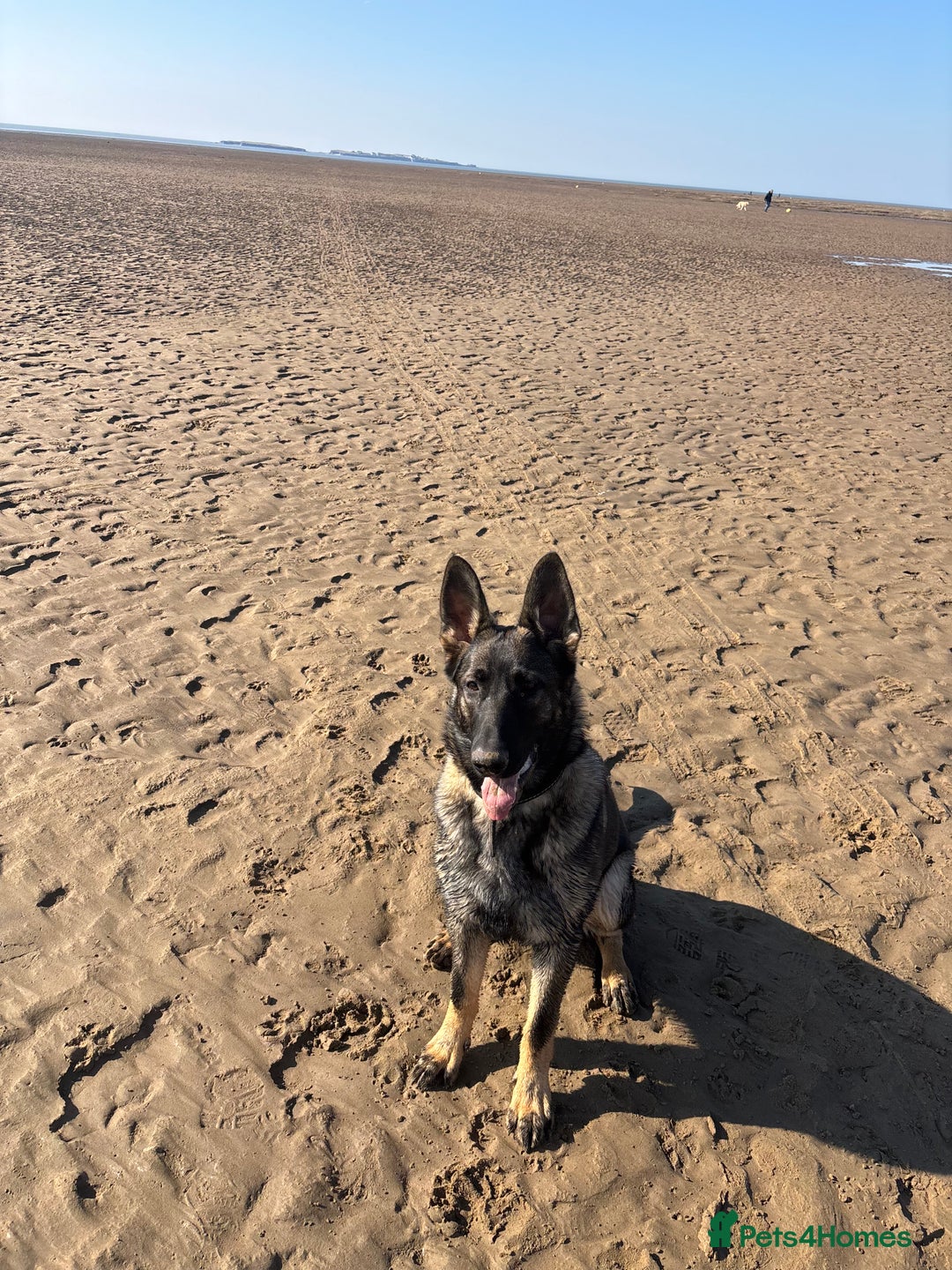 German Shepherd dogs for sale: German Shepard  - Advert 4