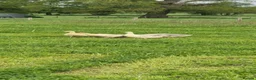 Geese poultry for sale: White sebastopol goslings for sale - Advert 4