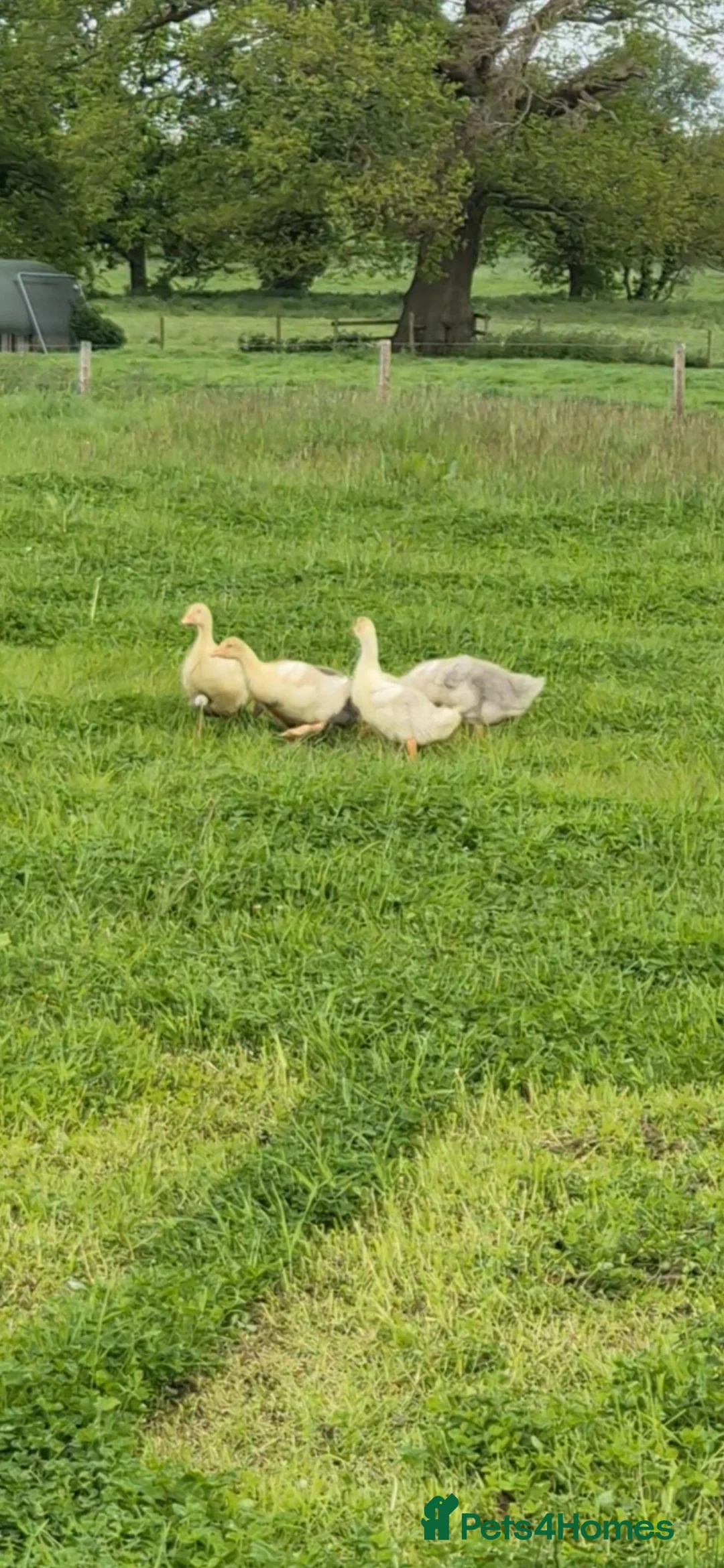 Geese poultry for sale: White sebastopol goslings for sale - Advert 4