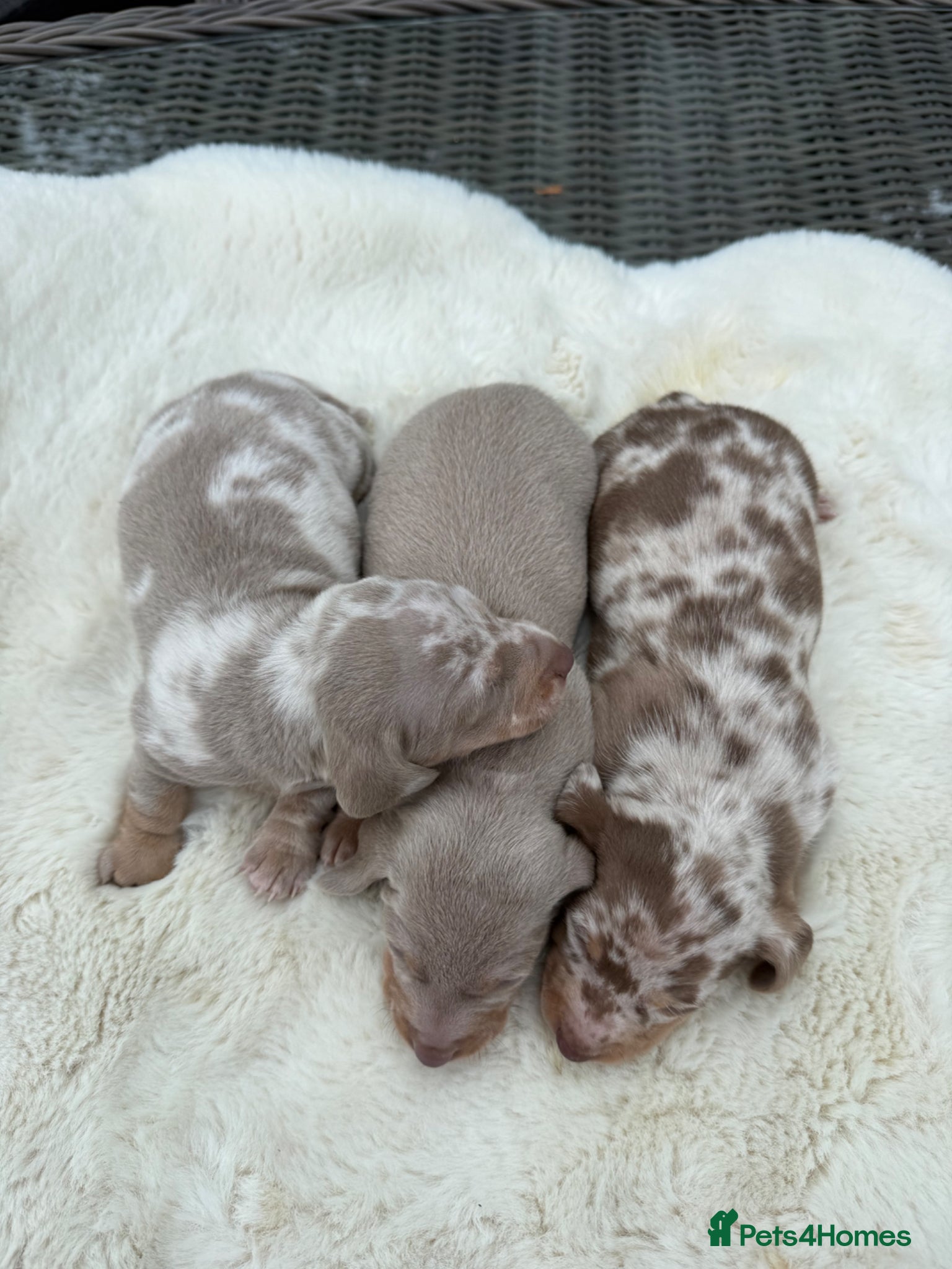 Miniature Dachshund dogs Kennel club Miniature Dachshunds  - Advert 2
