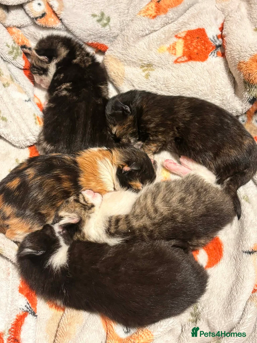 Mixed Breed cats for sale: 5 beautiful kittens in Hook - Advert 1