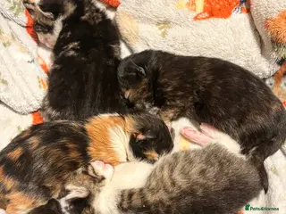 Mixed Breed cats 5 beautiful kittens - Advert 8