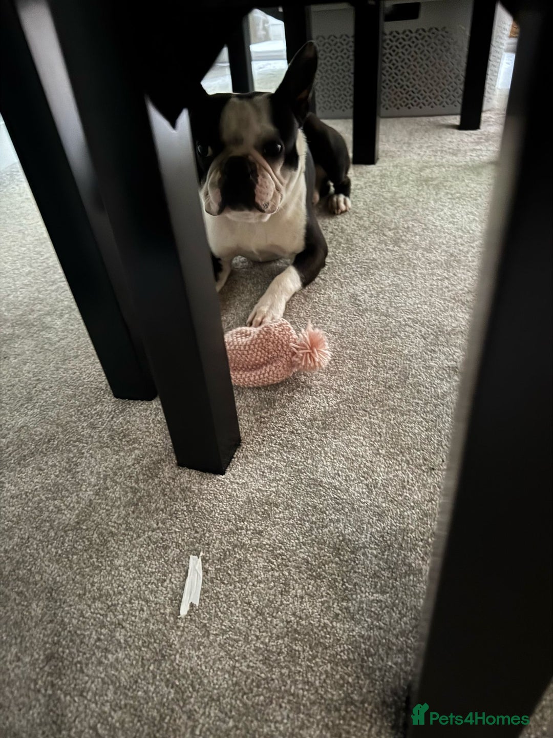 Boston Terrier dogs for sale: Boston Terrier Sir Bobby - Image 4