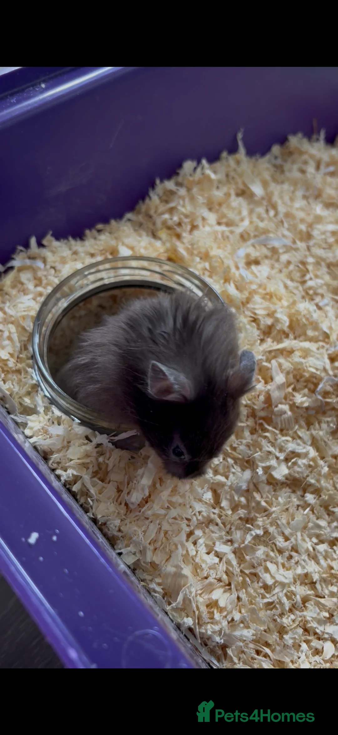 Hamster rodents for sale: Syrian hamster  - Advert 1