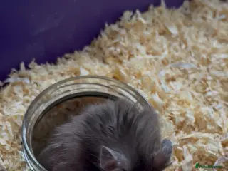 Hamster rodents Syrian hamster - Advert 1