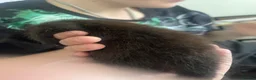 Mixed Breed cats for sale: 3 gorgeous kittens - Advert 11