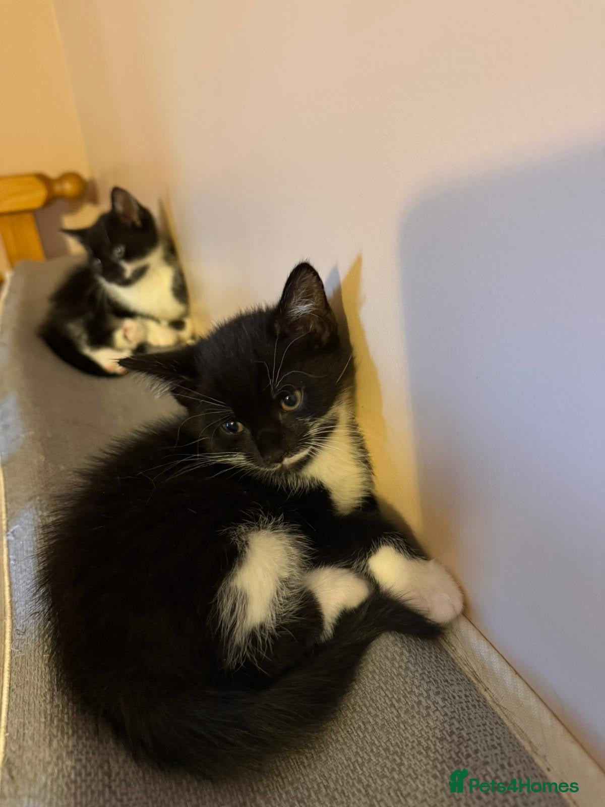 Mixed Breed Kitten 4
