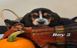 Basset Hound dogs for sale: Stunning Bassett Hound puppies - Image 11