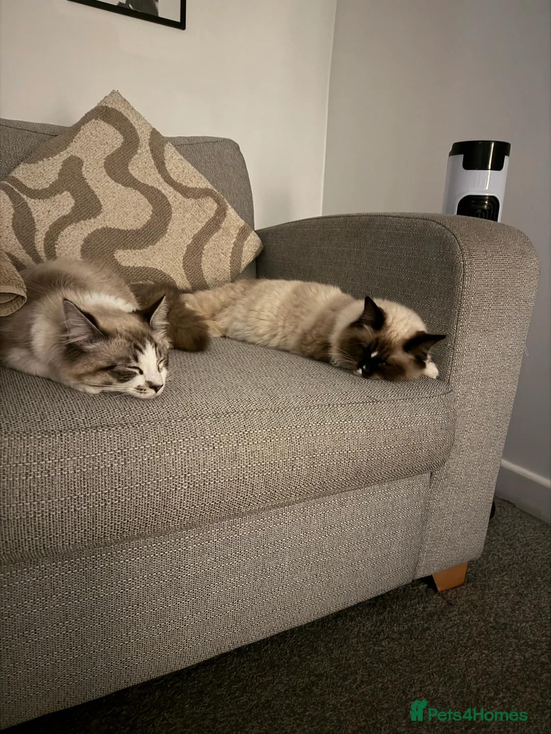 Ragdoll cats for sale: Ragdolls for sale to a LOVING home - Advert 4