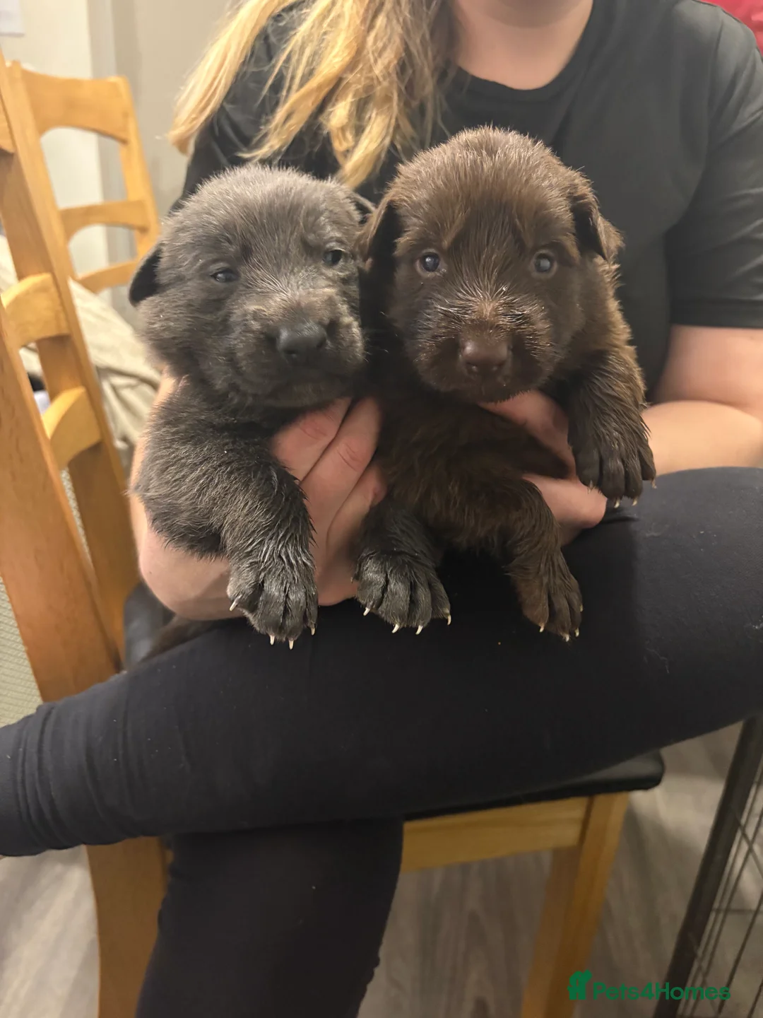 German Shepherd dogs for sale: German shepherd puppy  in Bristol - Advert 2