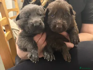 German Shepherd dogs German shepherd puppy - Advert 1